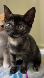 KITTEN SKITTLES Image