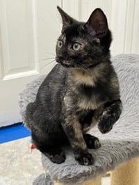 KITTEN SKITTLES - Photo 3