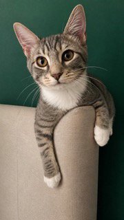 KITTEN JESSE - Photo 2
