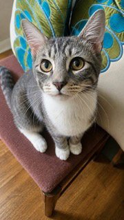 KITTEN JESSE - Domestic Short Hair available for adoption