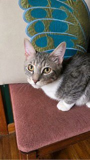 KITTEN JESSE - Photo 3
