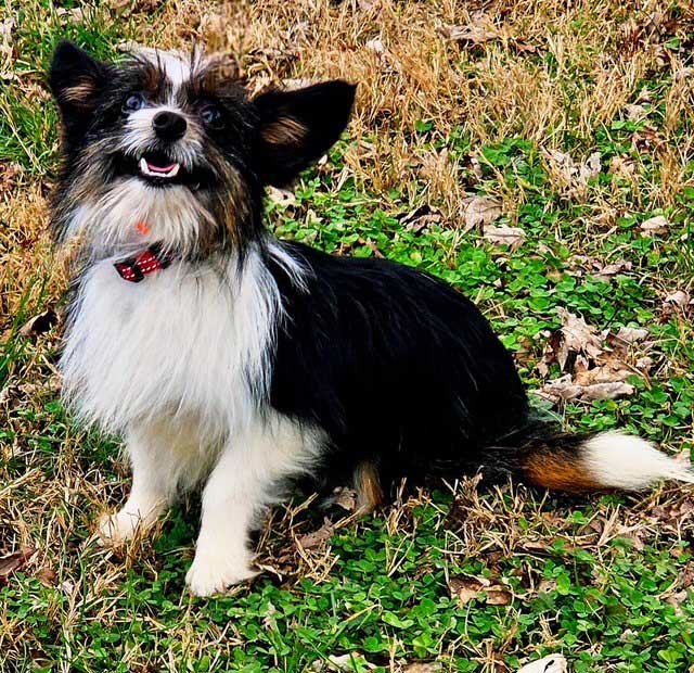 KIRK - Papillon / Chihuahua available for adoption