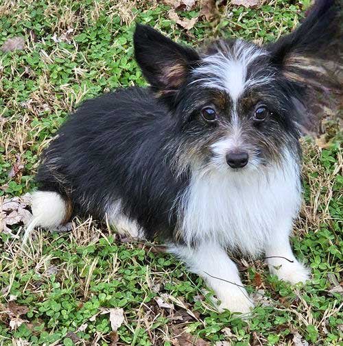 KIRK - Papillon / Chihuahua available for adoption