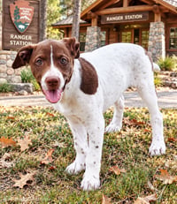 PUPPY DOTTIE - Photo 3