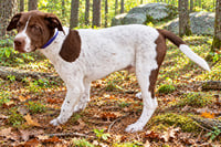 PUPPY DOTTIE - Photo 2