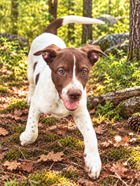 PUPPY DOTTIE - Photo 4