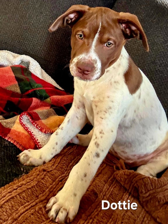 PUPPY DOTTIE Image