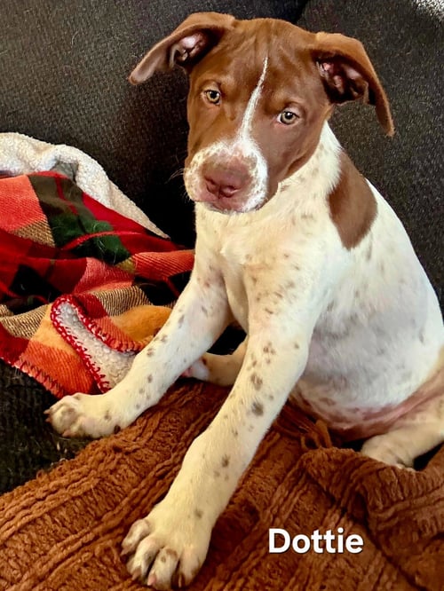 PUPPY DOTTIE - Golden Retriever / Hound available for adoption