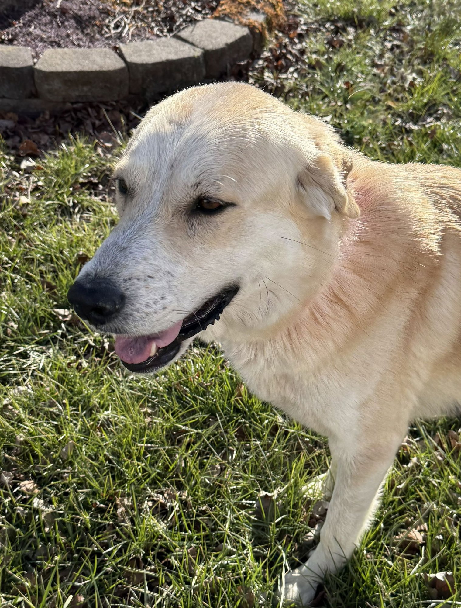 MISHKA - Labrador Retriever available for adoption