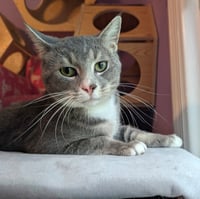 KITTY SUPER SMOKEY - Photo 3