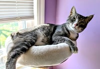 KITTY SUPER SMOKEY - Photo 2