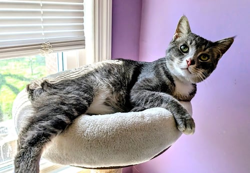 KITTY SUPER SMOKEY - Domestic Short Hair available for adoption