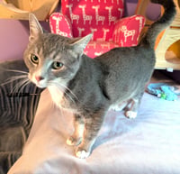 KITTY SUPER SMOKEY - Photo 4