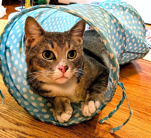 KITTY SUPER SMOKEY - Domestic Short Hair available for adoption