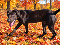 PUPPY BLAZE - Photo 3