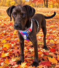 PUPPY BLAZE - Photo 2