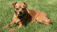 GIDEON THERAPY DOG - Photo 4