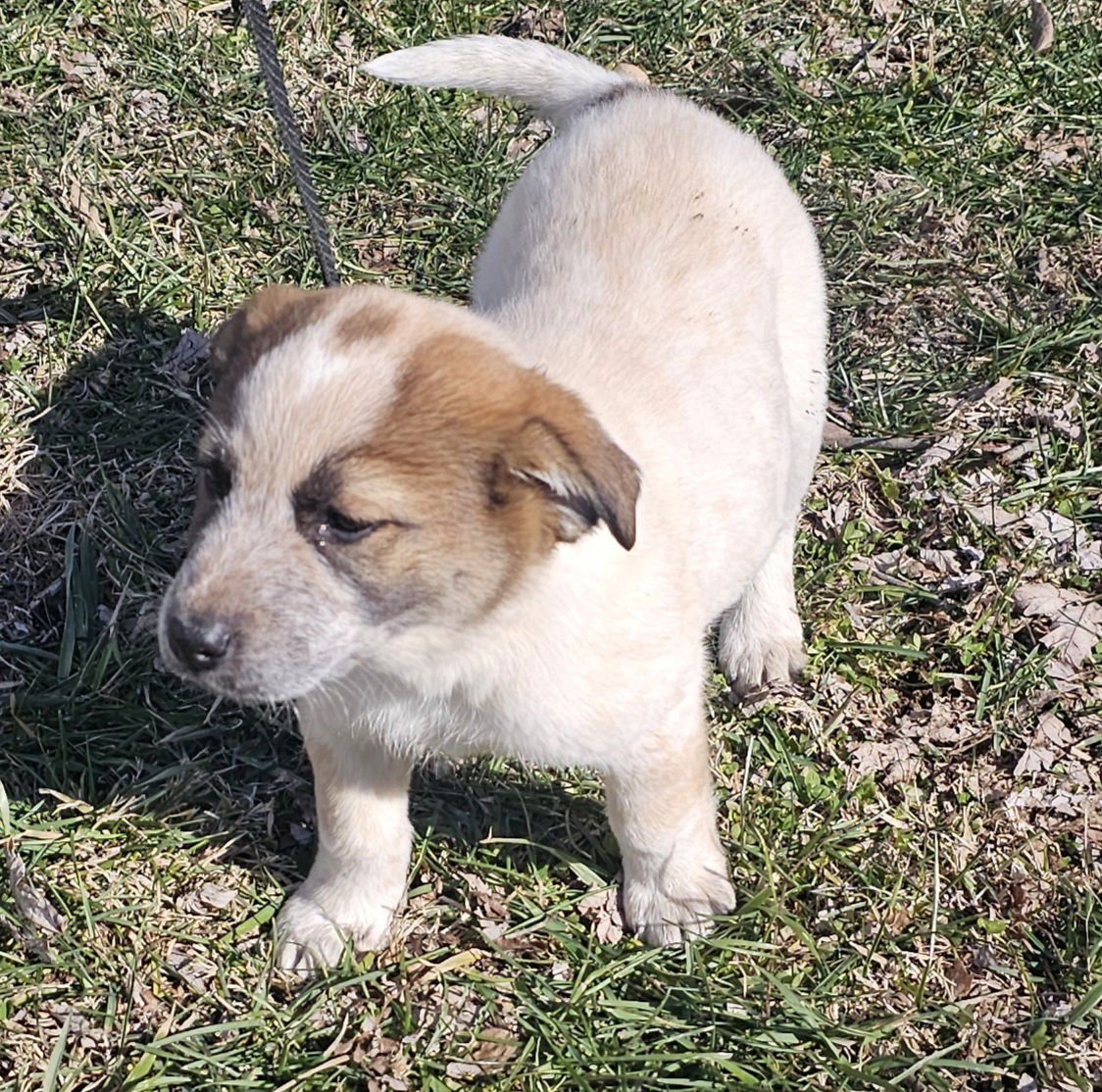 PUPPY GINGER - Photo 3