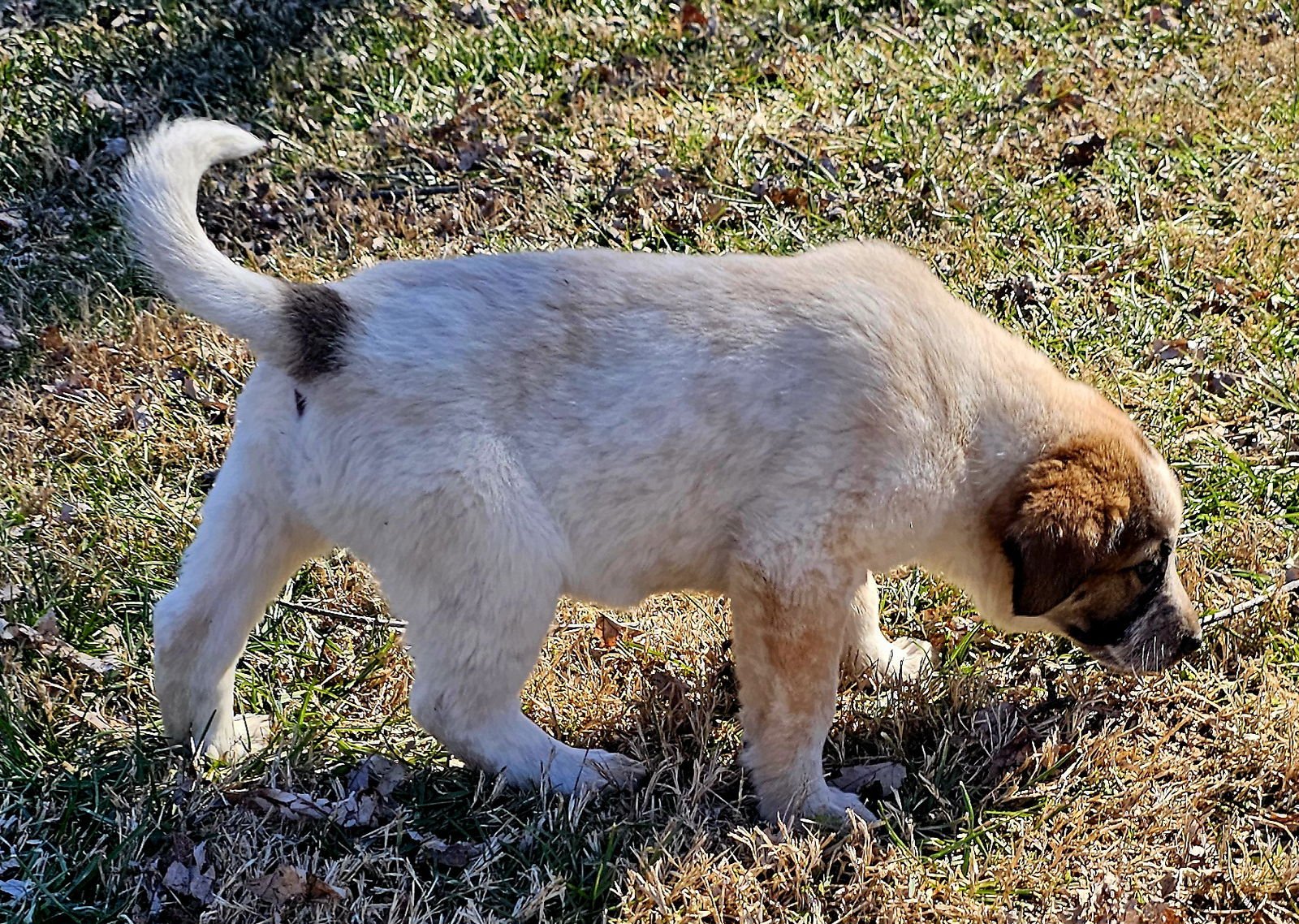 PUPPY GINGER - Photo 4