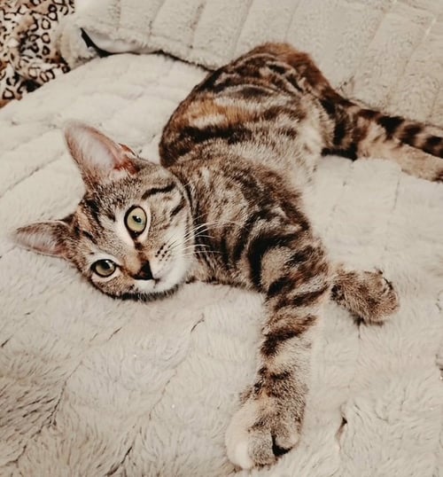KITTENS RAYNA & CLAIRE BEAR - Domestic Short Hair available for adoption
