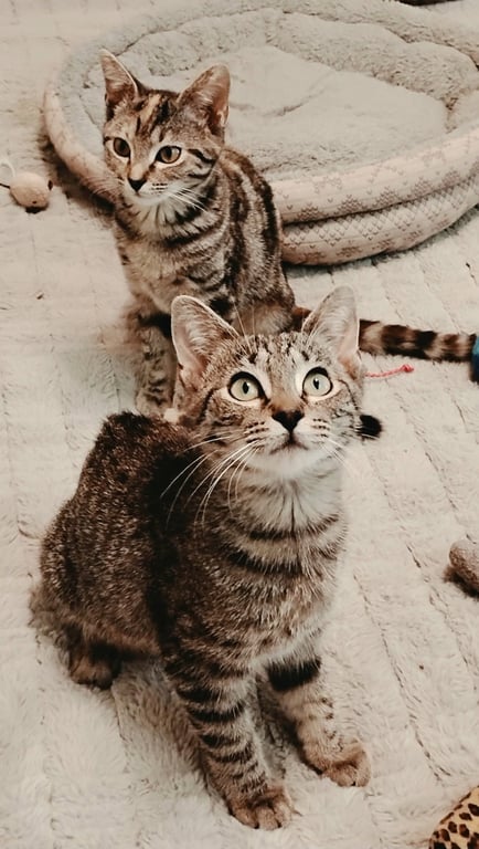 KITTENS RAYNA & CLAIRE BEAR Image