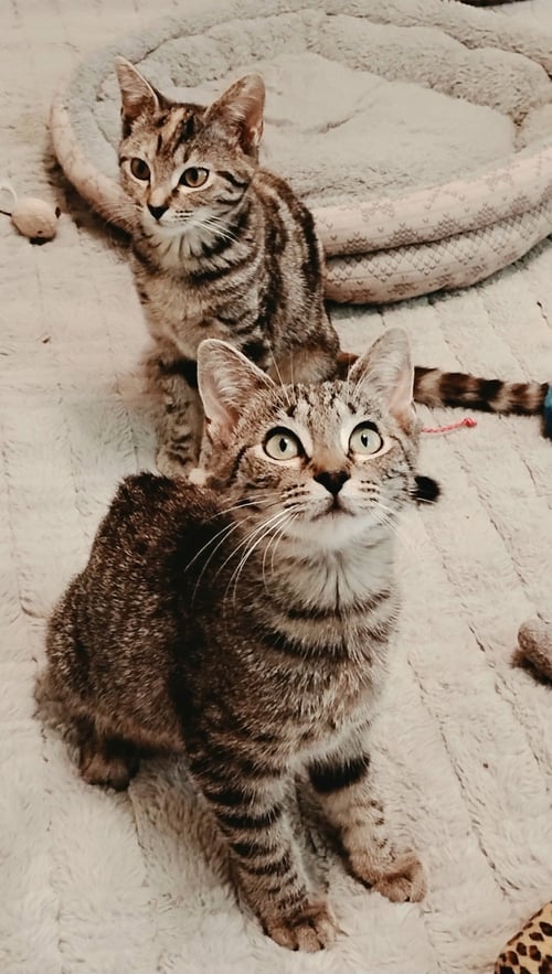KITTENS RAYNA & CLAIRE BEAR - Domestic Short Hair available for adoption