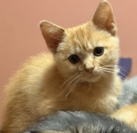 KITTEN PRETTY ORANGE PATTY - Photo 1