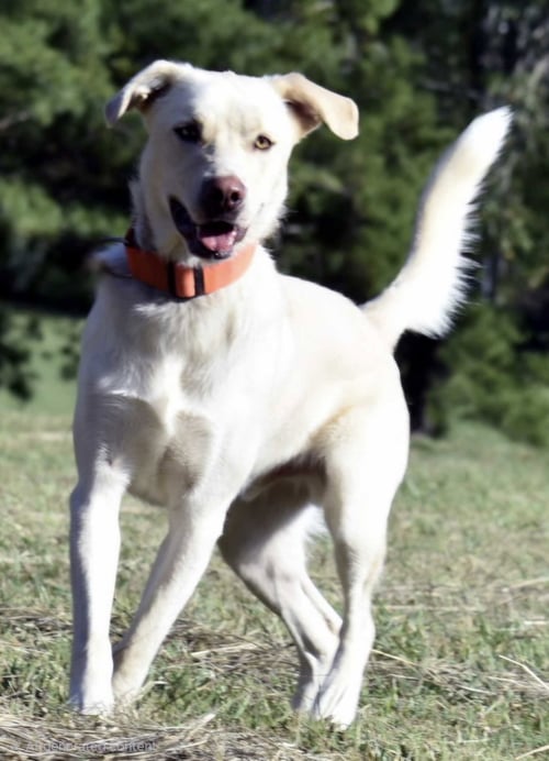 BOWIE - Labrador Retriever / Husky available for adoption