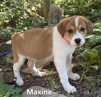 PUPPY MAXINE - Photo 2