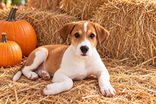PUPPY MAXINE - Great Pyrenees available for adoption