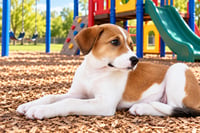 PUPPY MAXINE - Photo 4