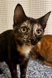 KITTEN LUCKY LADY - Tortoiseshell available for adoption