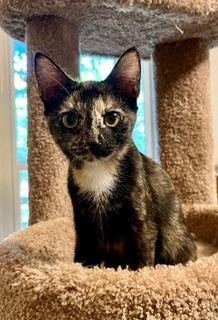 KITTEN LUCKY LADY Image
