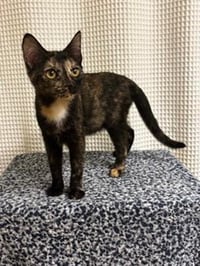 KITTEN LUCKY LADY - Photo 3