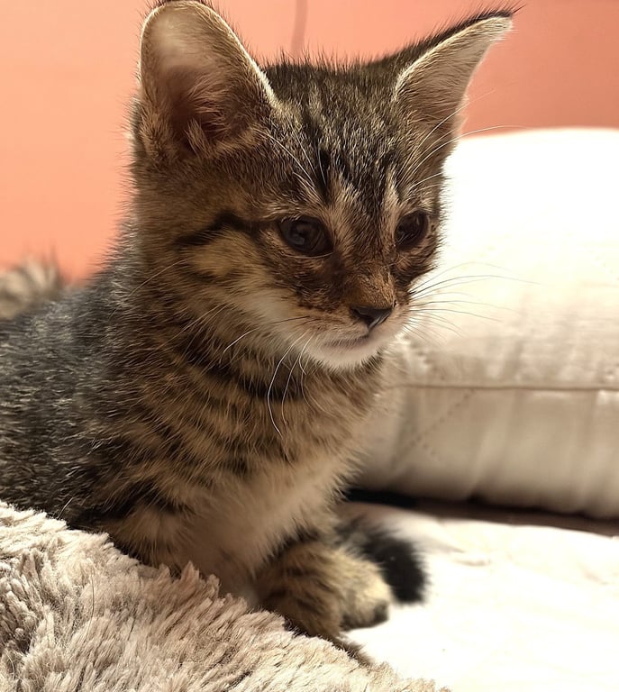 KITTEN JUMPING JASPER Image