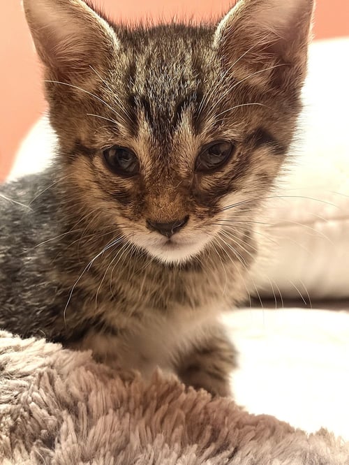 KITTEN JUMPING JASPER - Tabby available for adoption