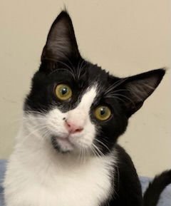 KITTEN FORREST - Domestic Short Hair available for adoption