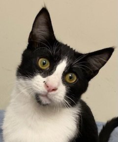 KITTEN FORREST - Domestic Short Hair available for adoption
