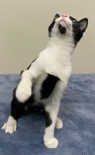 KITTEN FORREST - Photo 4