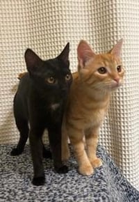 KITTEN JINX - Photo 4