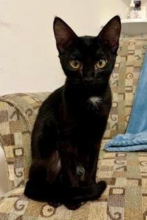 KITTEN JINX - Domestic Short Hair available for adoption
