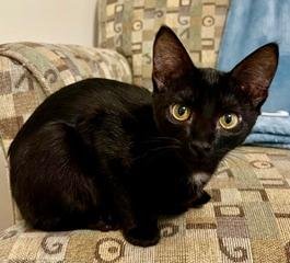 KITTEN JINX Image