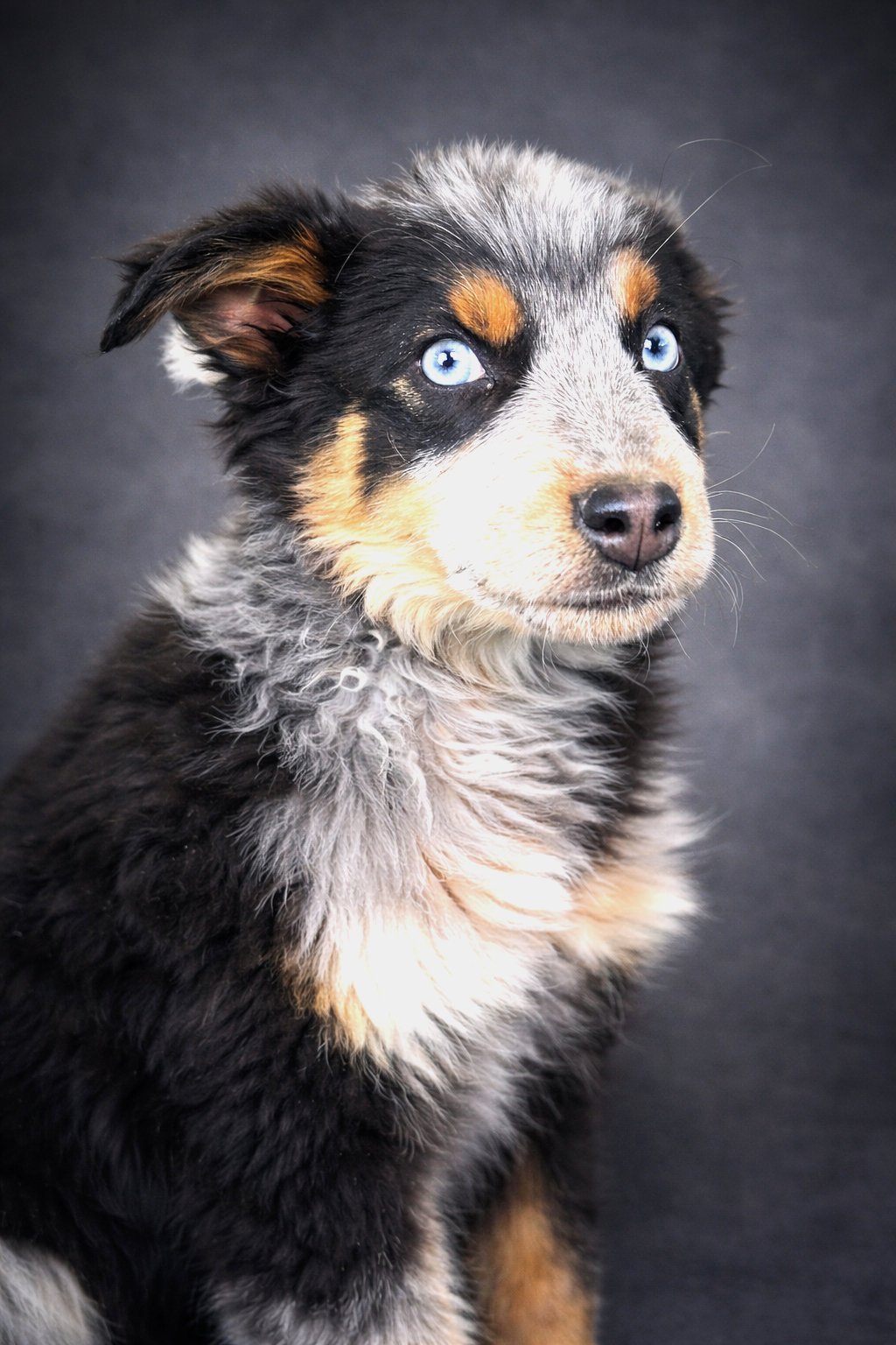PUPPY BLUE EYED SKYE - Collie / Australian Cattle Dog/Blue Heeler available for adoption