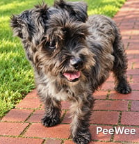 PEE WEE - Photo 4