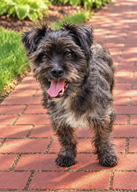 PEE WEE - Photo 3