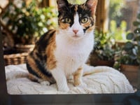 KITTY FRECKLES - Photo 2