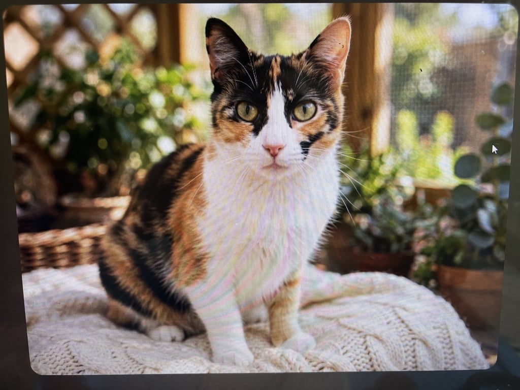 KITTY FRECKLES Image