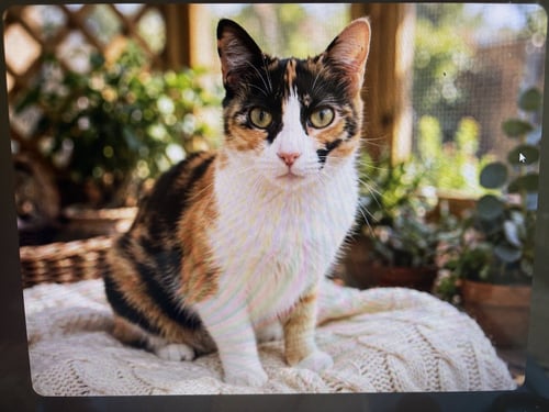 KITTY FRECKLES - Calico available for adoption