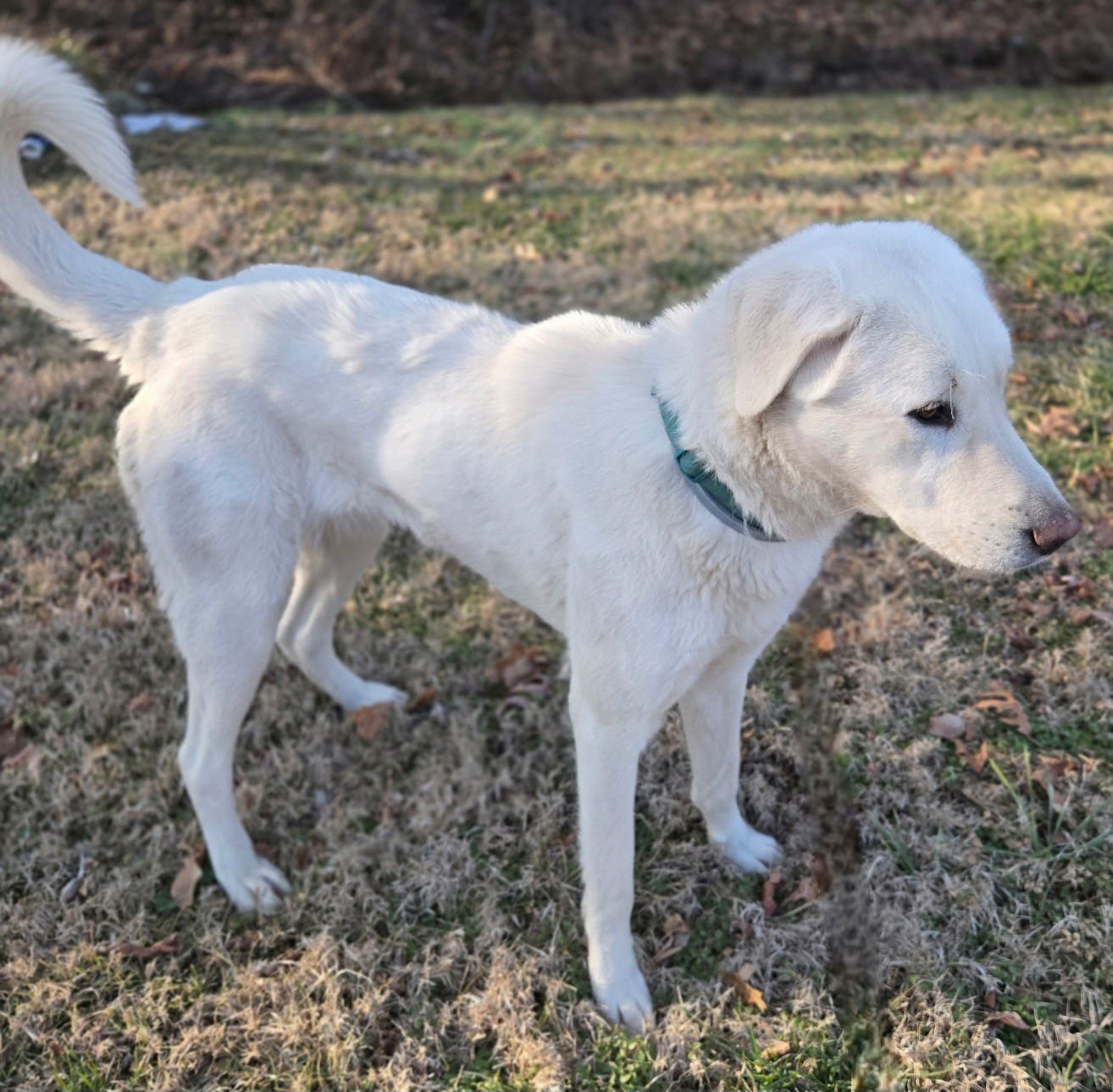PUPPY MAGGIE - Great Pyrenees / Labrador Retriever available for adoption