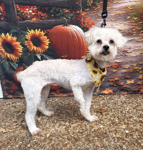 SWEET SERENITY - Maltese / Poodle (Miniature) available for adoption